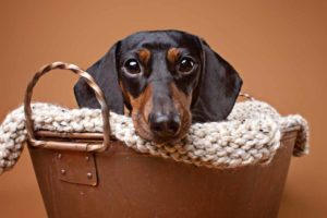 Picture of a dachshund in a basket