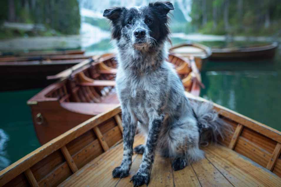 Picture of a dog on a boat