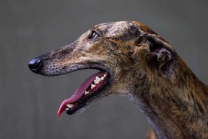 Picture of a Greyhound