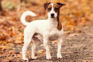 Picture of a Jack Russell Terrier