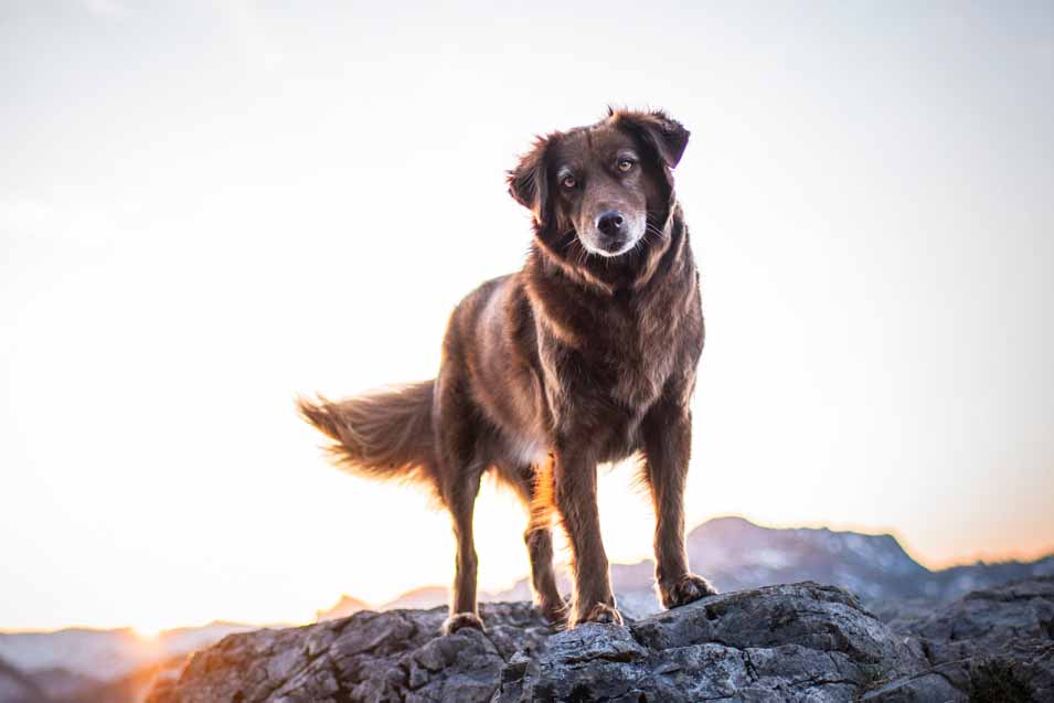 Picture of a dog on a rock