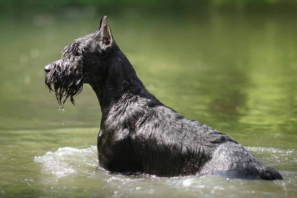 Picture of a black dog in the water