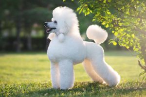 Picture of a white poodle