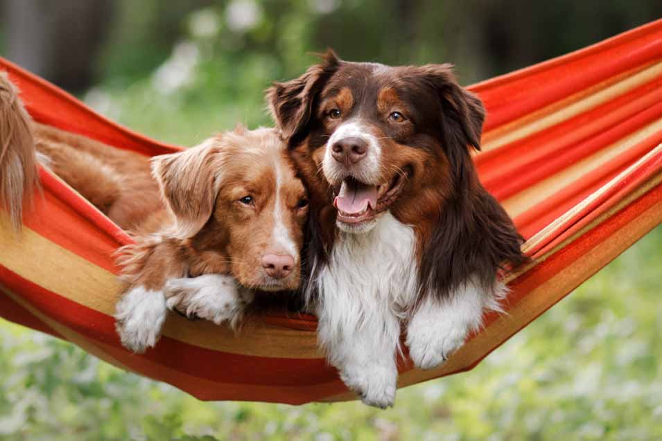 Picture of dogs in a hammock