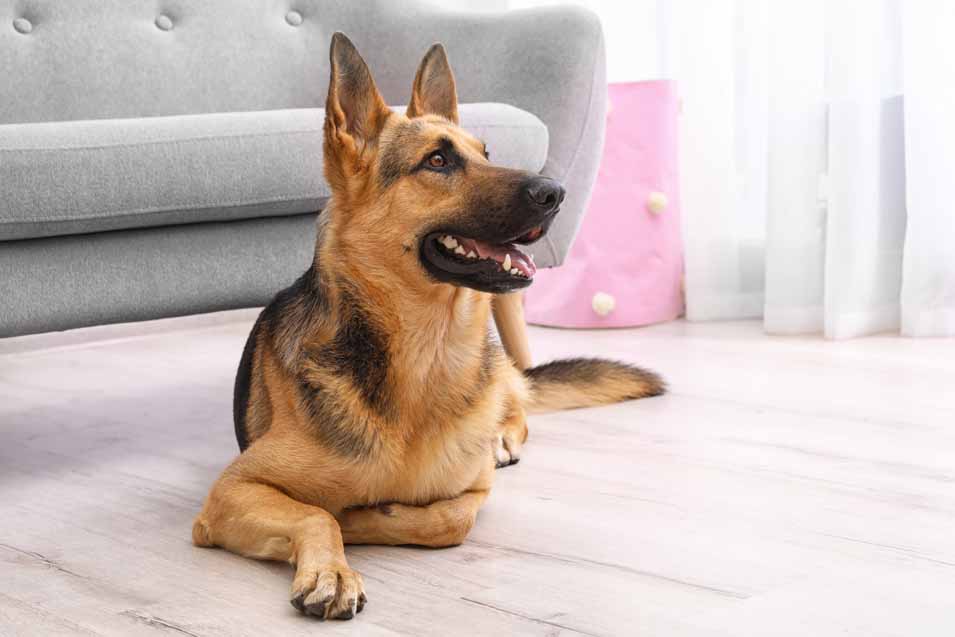 Picture of a German Shepherd