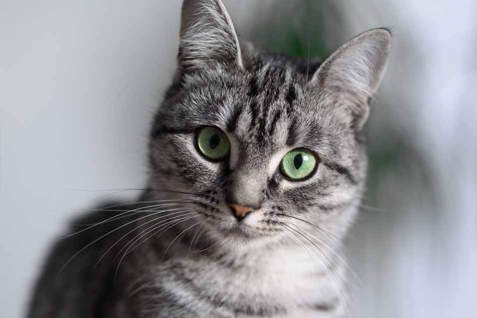 Picture of a female cat