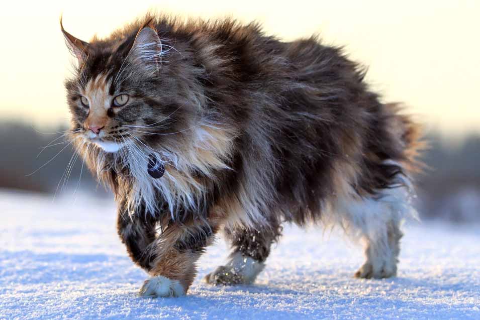 Picture of a male cat outdoors
