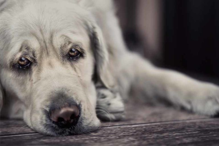 When to Put Your Dog Down Checklist Is it Time to Say Goodbye