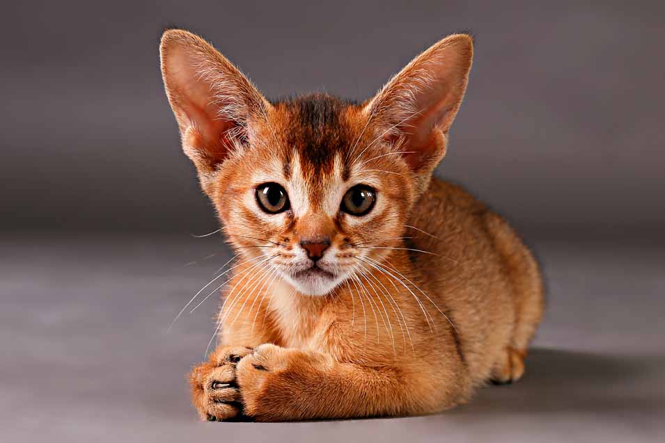 Picture of an Abyssinian Kitten