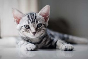 Picture of a grey kitten