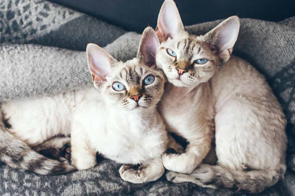 Picture of 2 Devon Rex Kittens