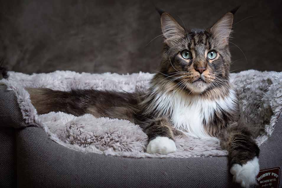 Picture of a Maine Coon