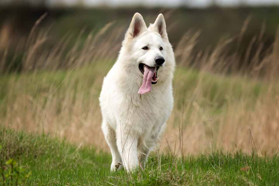 Picture of a white dog