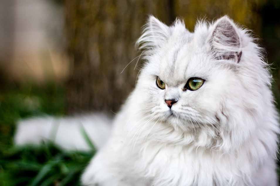 Picture of a Persian Cat