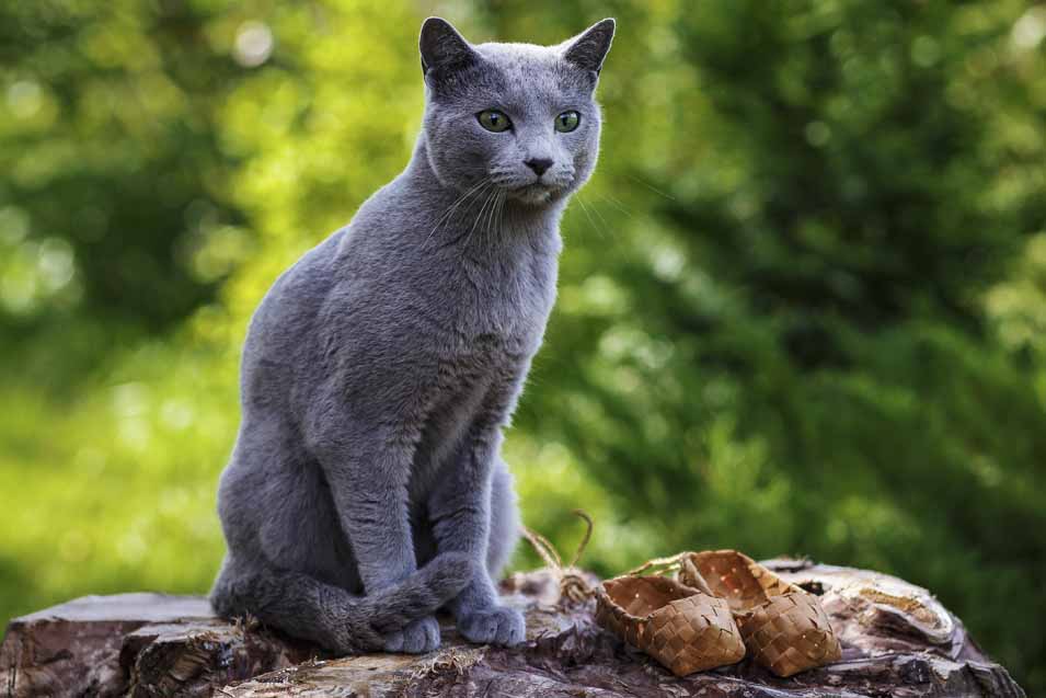 Picture of a Russian Blue Cat