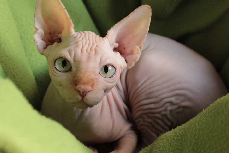 Picture of a Sphynx Cat