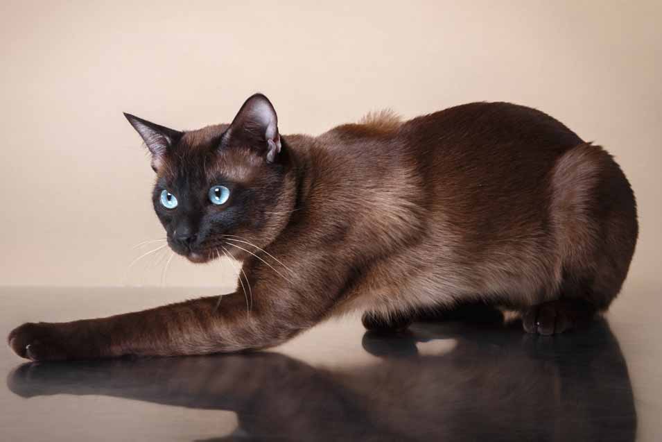 Picture of a Tonkinese