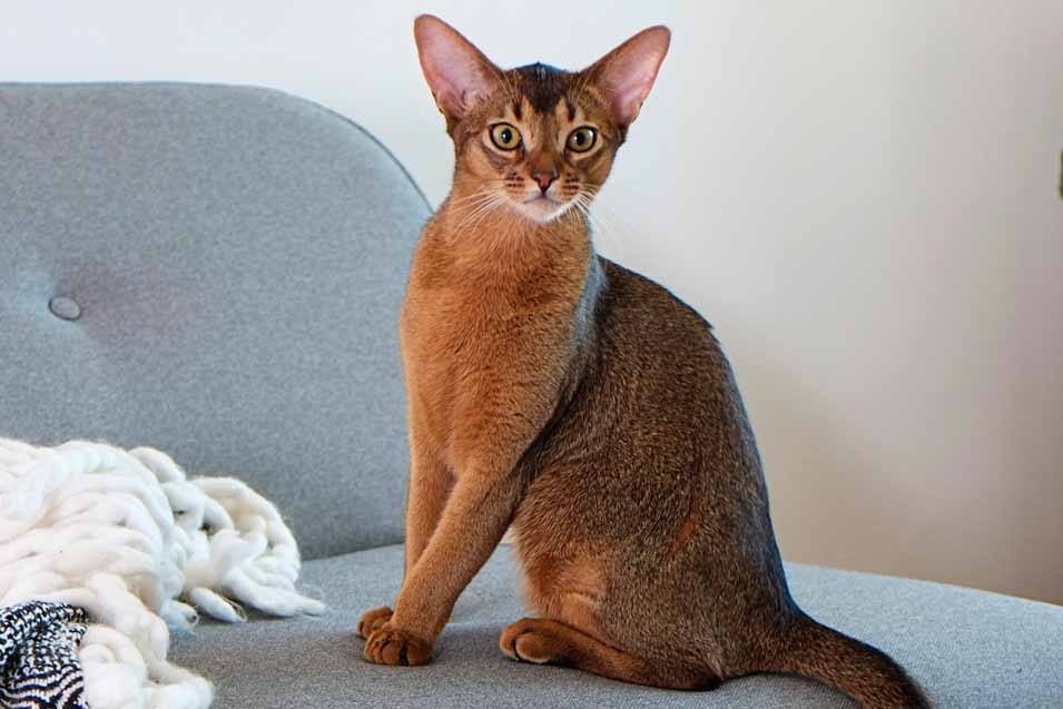 Picture of an Abyssinian