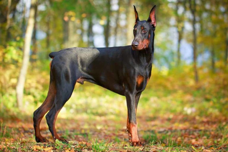 Picture of a doberman pinscher in the forest