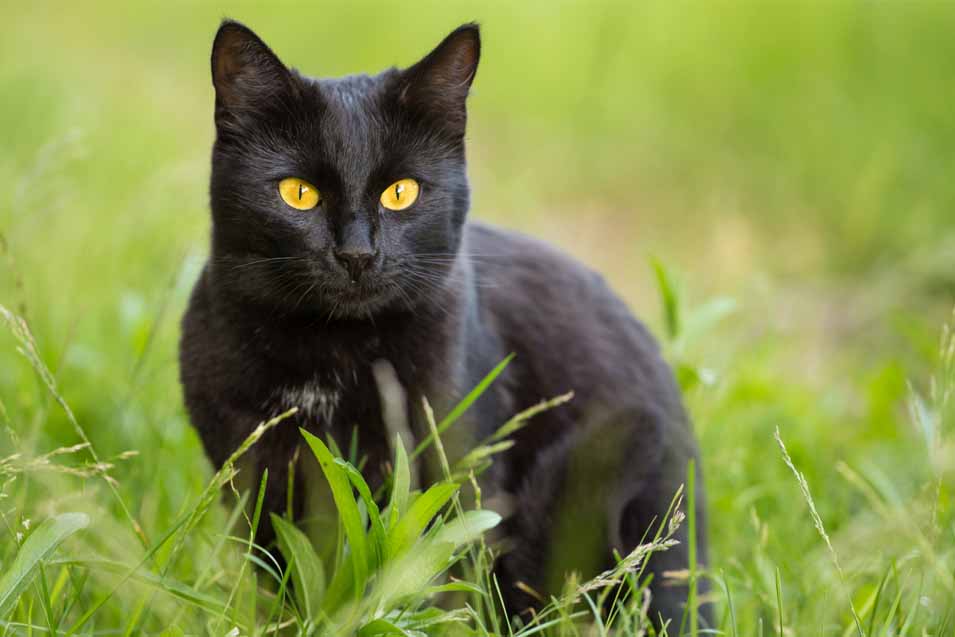 Picture of a Bombay Cat
