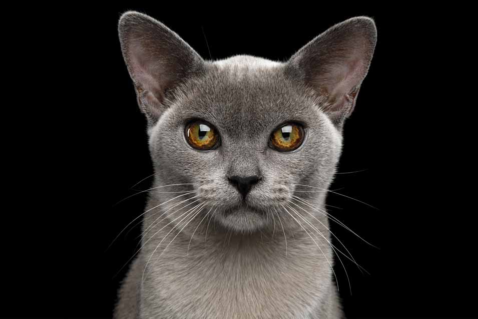 Picture of a Burmese Cat