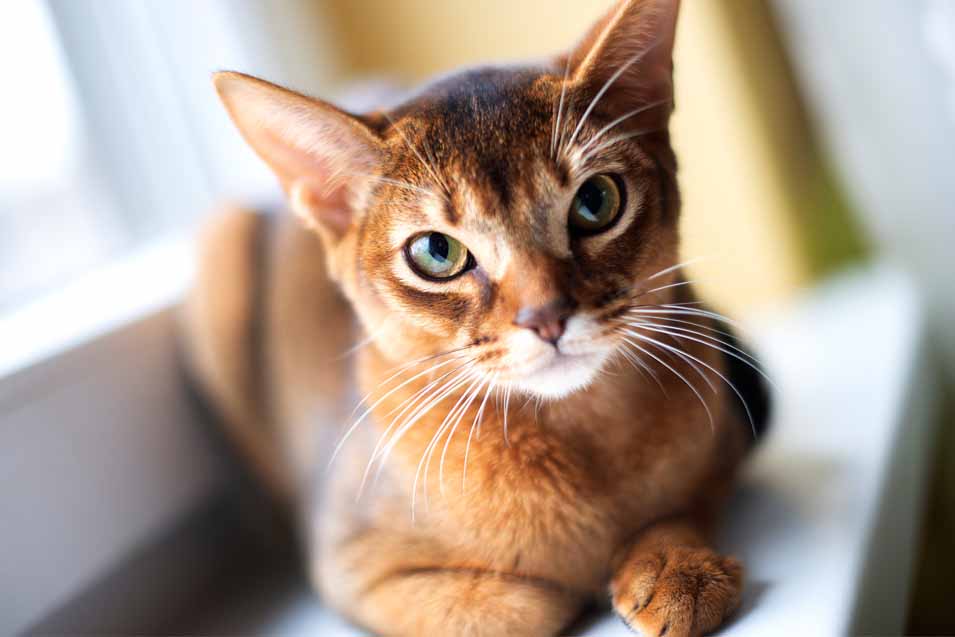 Picture of an Abyssinian Cat