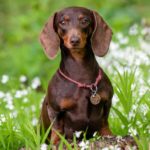 Picture of a brown Dachshund