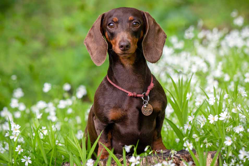 Picture of a brown Dachshund