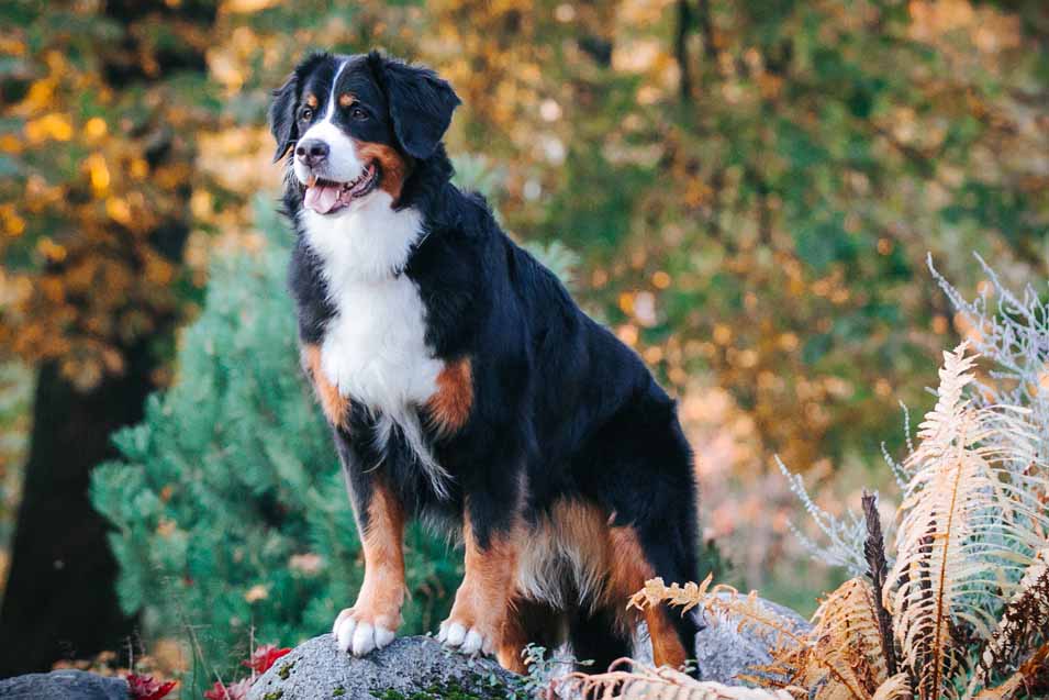 Picture of a bernese mountain dog