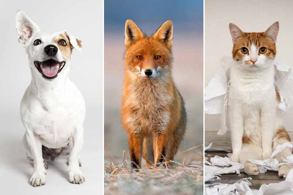 Picture of a dog, fox and cat