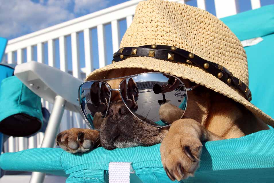 dog wearing sunglasses and a hat