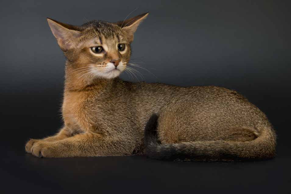 Picture of a Chausie Cat