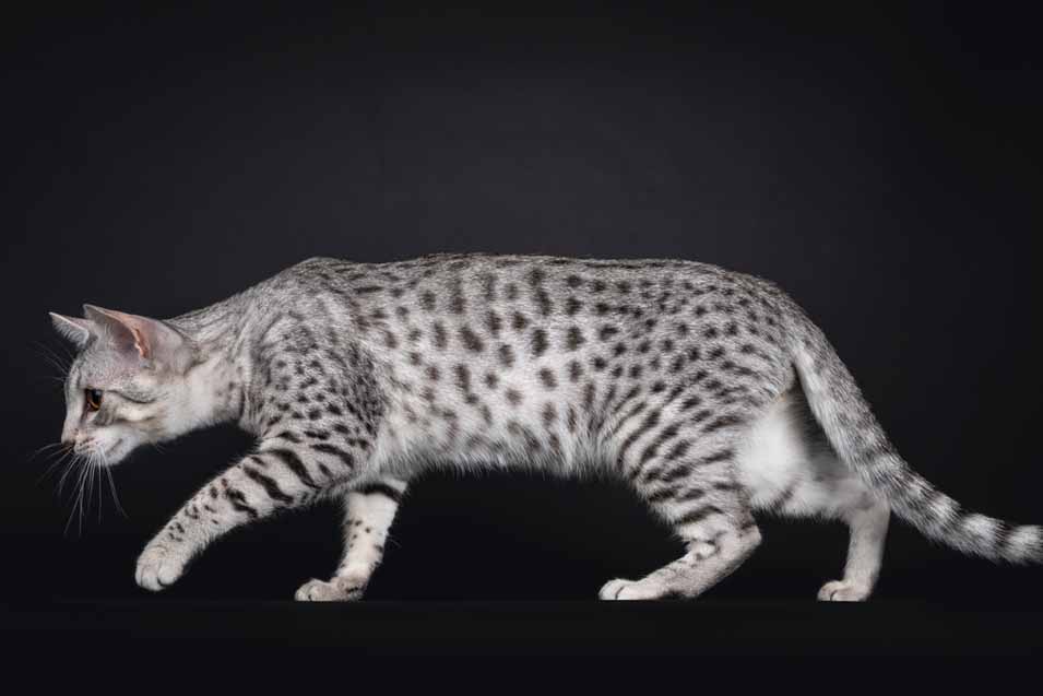 Picture of a Egyptian Mau