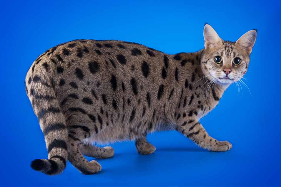 Picture of a Savannah Cat