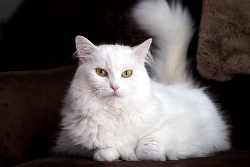 Picture of a Turkish Angora cat