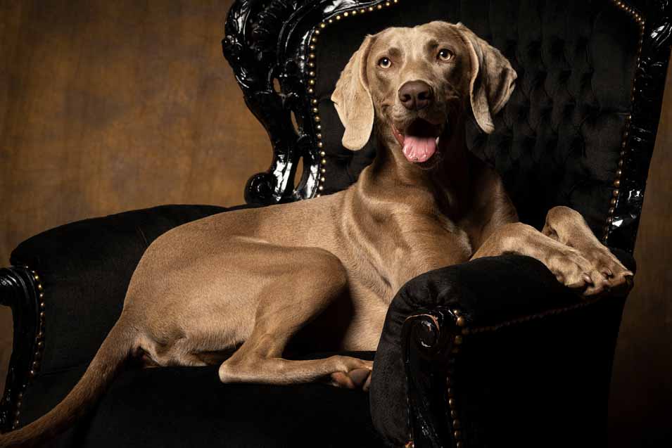 Picture of a Weimaraner on a chair
