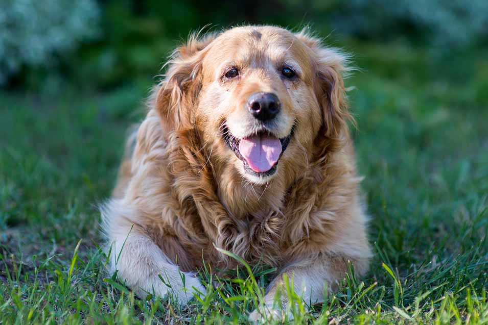 Picture of an old golden retriever