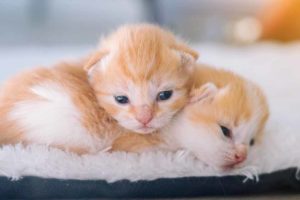 Picture of orange kittens