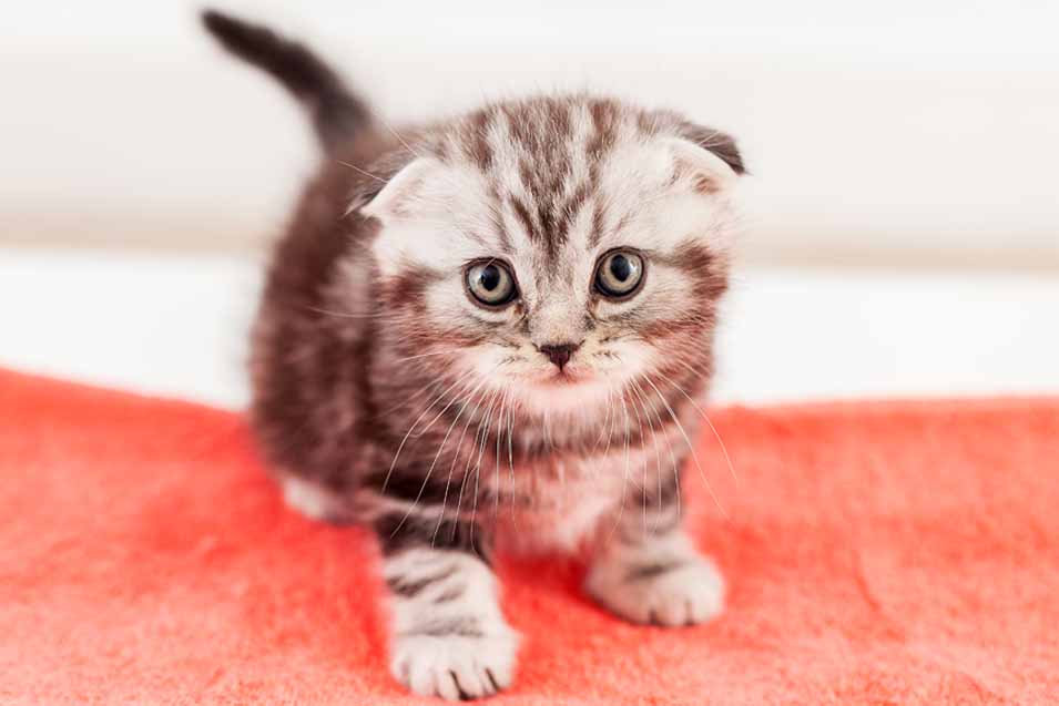 Cute kitten picture