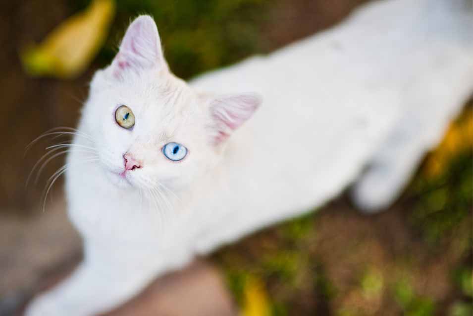 picture of a white cat