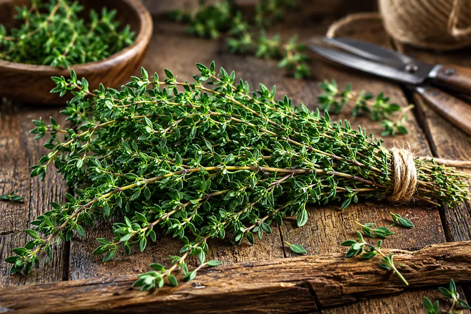 Fresh thyme sprigs tied in a bundle rest on a rustic wooden table beside garden shears and scattered herbs.