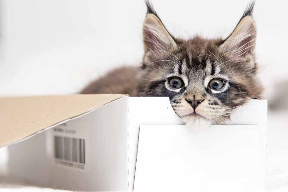 Picture of a cat in a box
