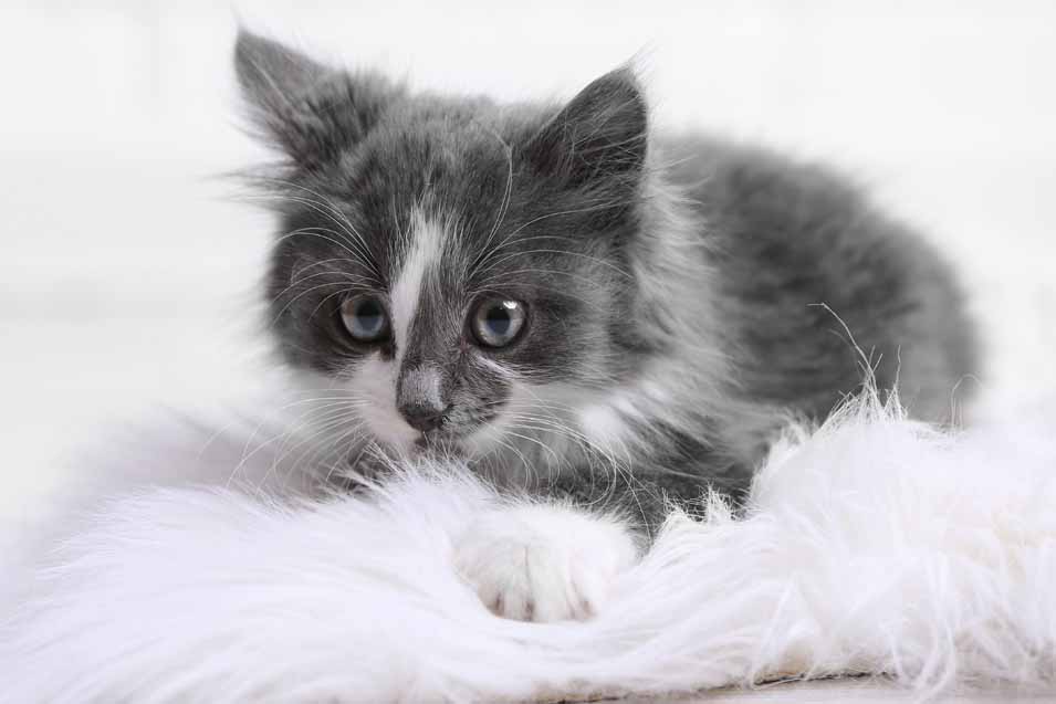 Picture of a kitten