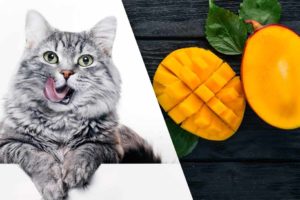 Can cats have mango