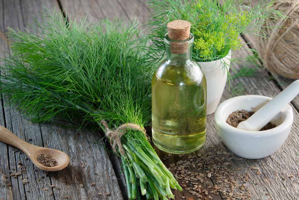 Picture of dill and oil