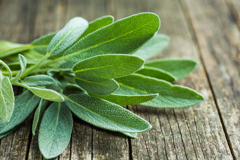 Picture of fresh sage