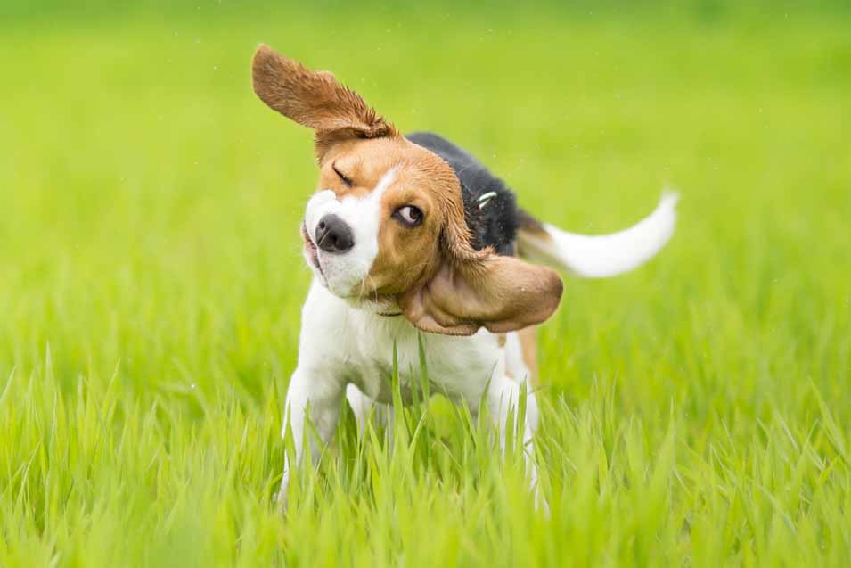 Picture of a beagle shaking his head