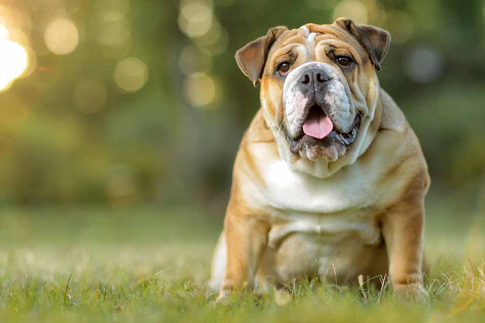 English Bulldog on grass