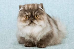 Picture of a Persian cat