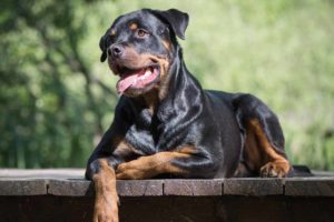 Picture of a Rottweiler